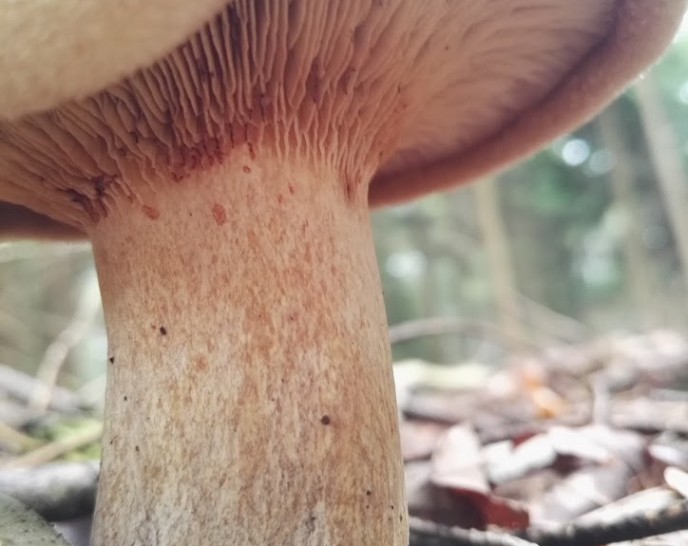 Pilze sammeln – Das müssen Anfänger beachten